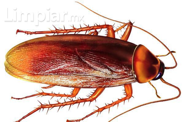 ¿Sabías que las Cucarachas llegan a vivir hasta un año?
