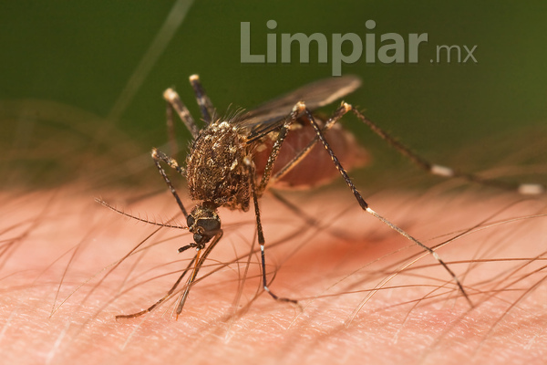 Prevenirse de los mosquitos