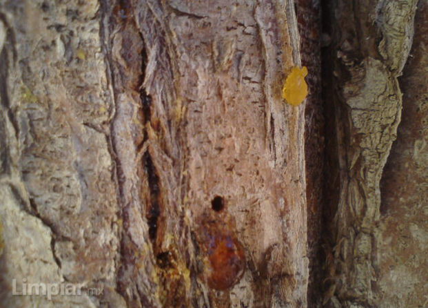 Fumigaciones Tarahumara