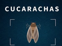 61601219_2141533556148659_2777209961938157568_n cucarachas.jpg