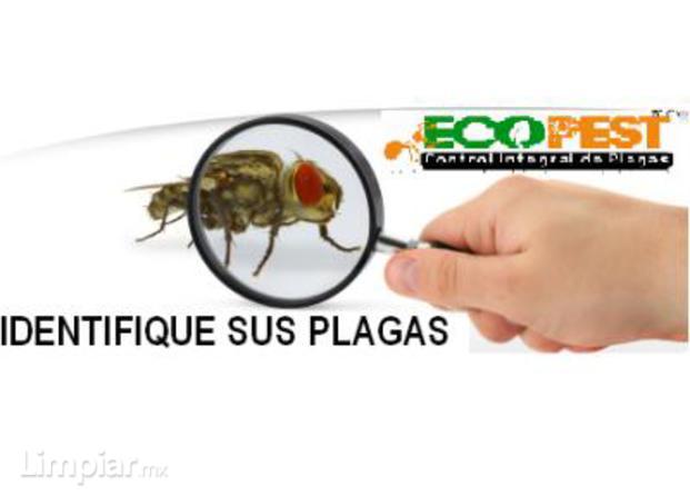 Control De Plagas En Tijuana Ecopest