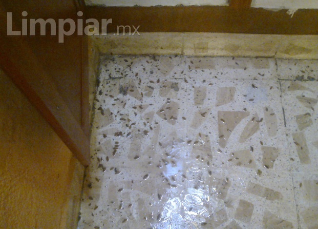 Fumigaciones Servicontrol 