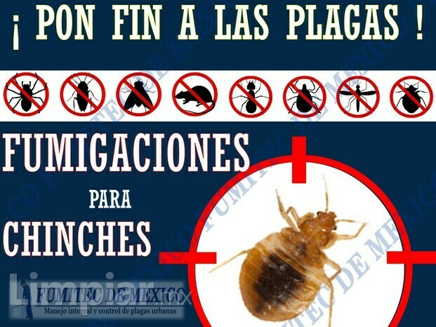 Fumigaciones contra chinches de cama 