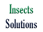 Insects Solutions
