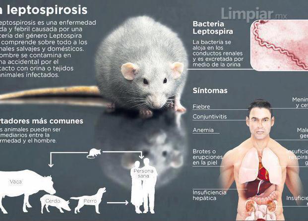 Leptospirosis por roedores