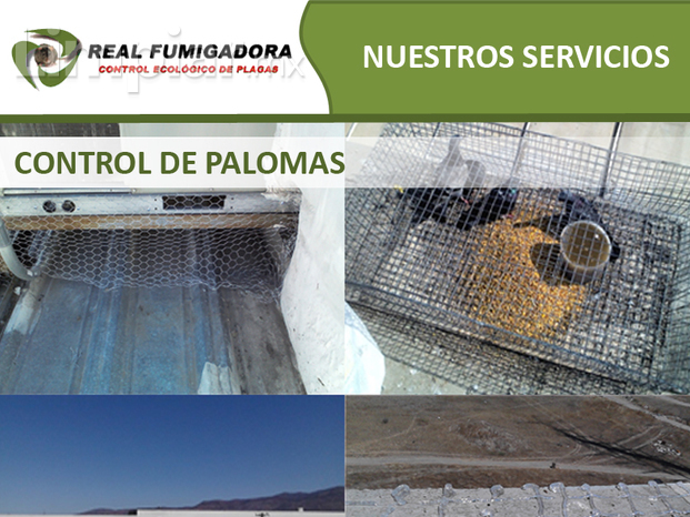 Control de palomas