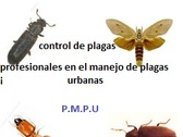 Control De Plagas Cip pachuca